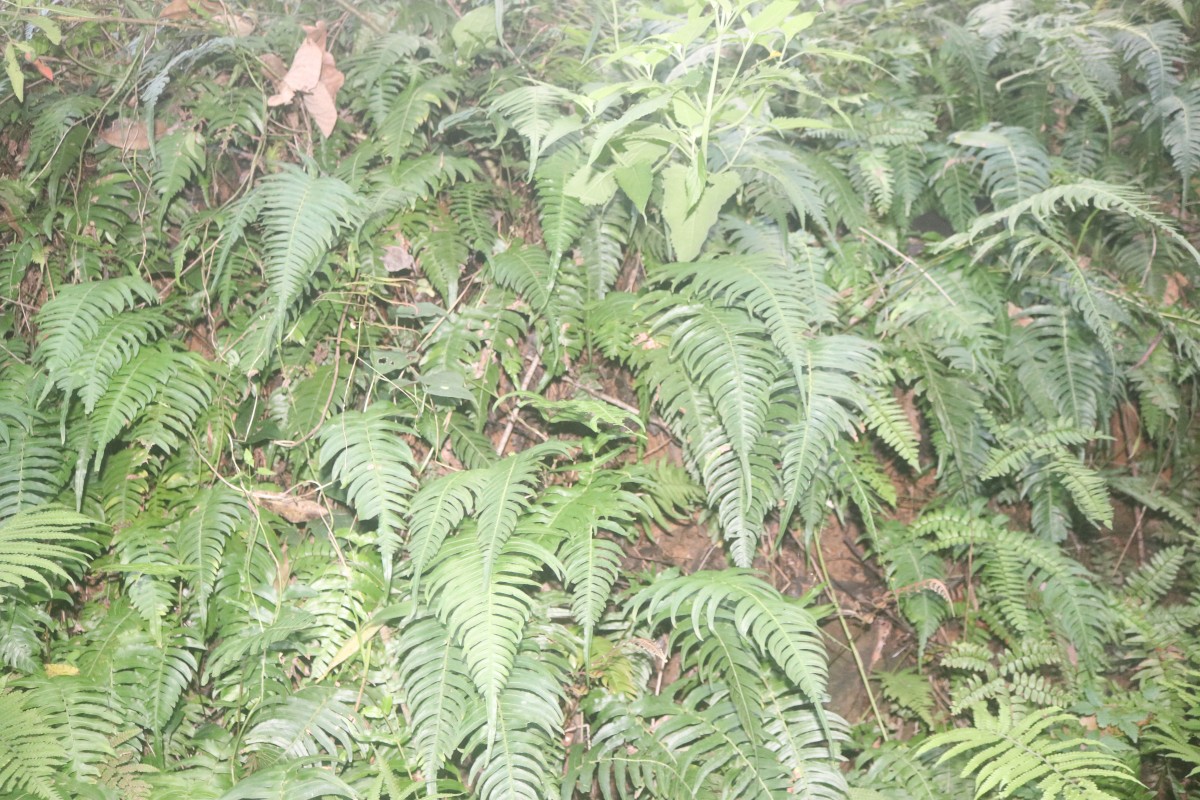 Blechnum occidentale L.